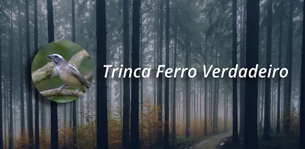 Trinca Ferro Cantando No Mato screenshot 3