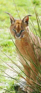Caracal Wallpapers 2023 HD 4K screenshot 0