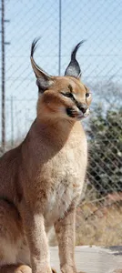 Caracal Wallpapers 2023 HD 4K screenshot 1