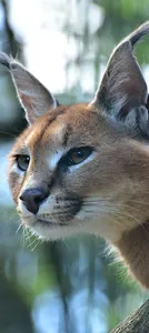 Caracal Wallpapers 2023 HD 4K screenshot 12