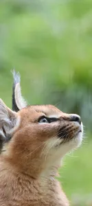 Caracal Wallpapers 2023 HD 4K screenshot 2