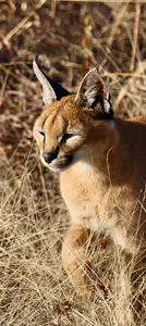 Caracal Wallpapers 2023 HD 4K screenshot 3