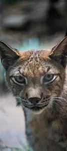 Caracal Wallpapers 2023 HD 4K screenshot 4