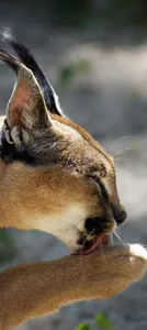 Caracal Wallpapers 2023 HD 4K screenshot 5