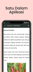 Cara Budidaya Menanam Cabe screenshot 5