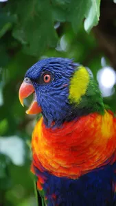 Images of Birds screenshot 5