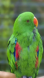 Images of Birds screenshot 6