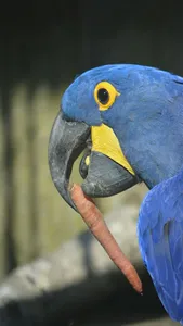 Images of Birds screenshot 7