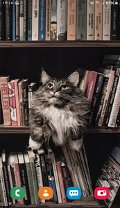 😻 Cute Cat Wallpapers HD 2020 screenshot 3