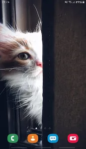 😻 Cute Cat Wallpapers HD 2020 screenshot 4