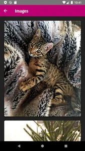 All cat breeds screenshot 2