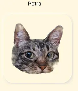 Cat Sounds screenshot 7