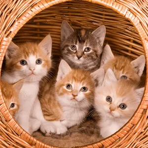 Cats & Kittens Jigsaw Puzzles screenshot 0