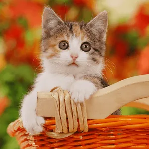 Cats & Kittens Jigsaw Puzzles screenshot 10