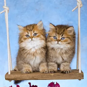 Cats & Kittens Jigsaw Puzzles screenshot 14