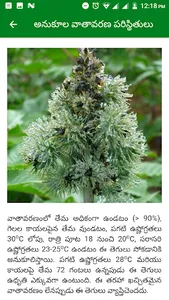 Gray Mold Castor బూజు తెగులు screenshot 3