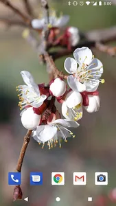 Cherry Blossom Live Wallpapers screenshot 0