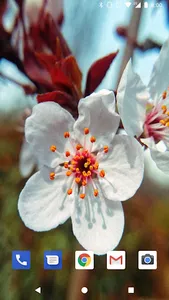 Cherry Blossom Live Wallpapers screenshot 11