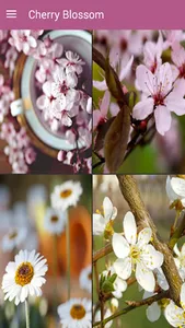 Cherry Blossom Live Wallpapers screenshot 6
