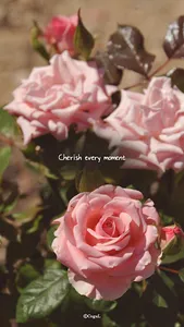 카카오톡 테마 - 매 순간 소중하게_핑크 로즈 screenshot 0