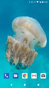 Coral Reef Live Wallpapers HD screenshot 3