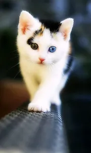 Cute Kitty Wallpaper screenshot 1