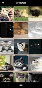 Cute Kitty Wallpaper screenshot 5