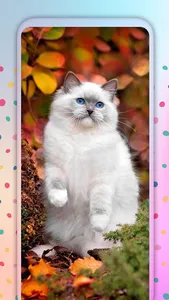 Cute Cats Live Wallpaper screenshot 23