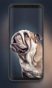 🔥 Cute Dogs Wallpaper | Cute  screenshot 4