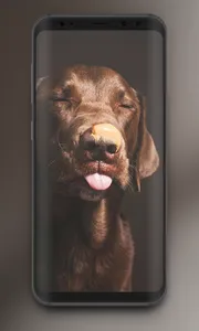 🔥 Cute Dogs Wallpaper | Cute  screenshot 7