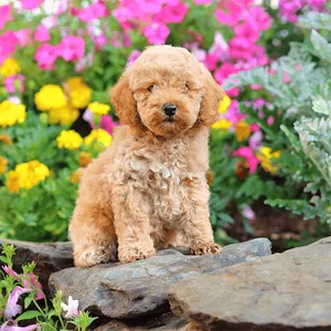 Cute Puppy Jigsaw Puzzles screenshot 15