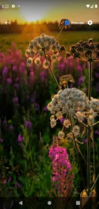 Evening Flowers Live wallpaper screenshot 1