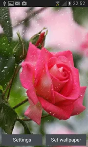 Rainy Pink Rose LWP screenshot 0