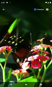 Red Flowers Butterfly LWP screenshot 1