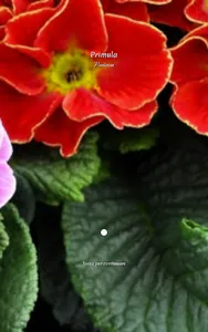 Primula screenshot 6