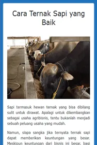 Cara Ternak Sapi yang Baik screenshot 1