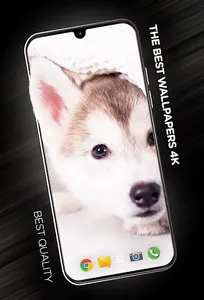 Puppies Wallpapers in 4K screenshot 0