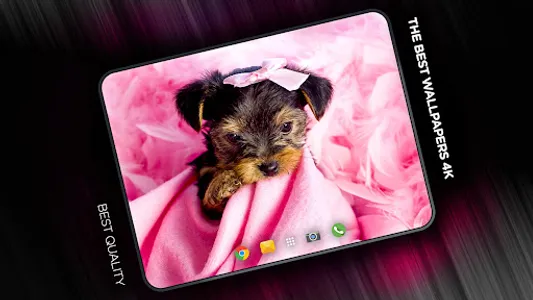 Puppies Wallpapers in 4K screenshot 6
