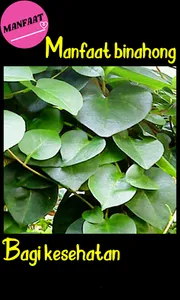 Manfaat Daun Binahong screenshot 3