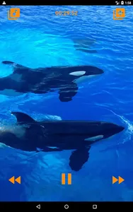 Whales songs to sleep screenshot 7