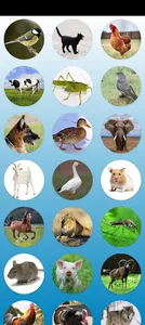 Animal Sounds For Kids screenshot 0