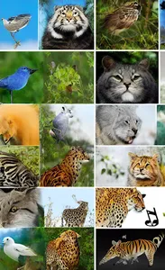 Animal Sounds For Kids screenshot 2