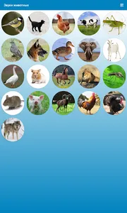 Animal Sounds For Kids screenshot 3