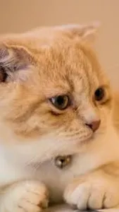 fondos de gatos screenshot 0