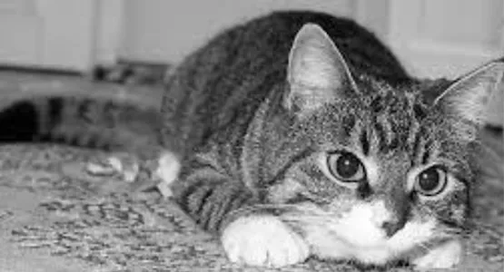 fondos de gatos screenshot 1