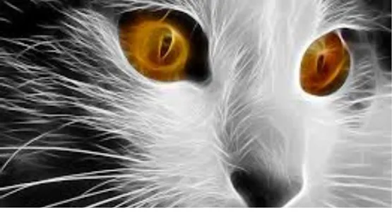 fondos de gatos screenshot 2