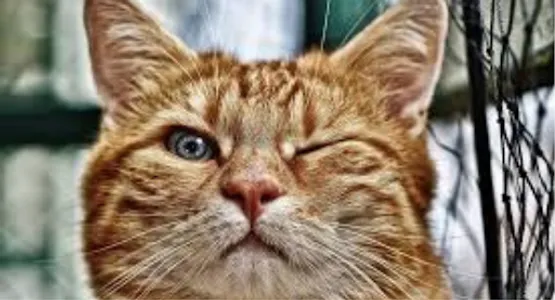 fondos de gatos screenshot 3