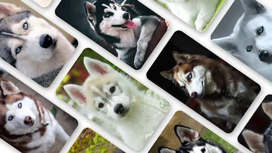 Husky Dog Wallpaper 2023 screenshot 0