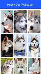 Husky Dog Wallpaper 2023 screenshot 6