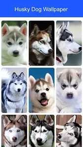 Husky Dog Wallpaper 2023 screenshot 7